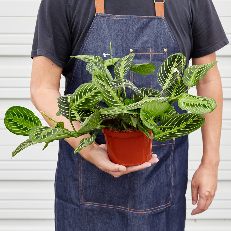 House Plant Shop Live Foliage Plant Low Maintenance Plant Rattan