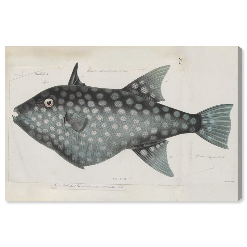 " Triggerfish " Painting Print, Wrapped Canvas, 16" H x 24" W