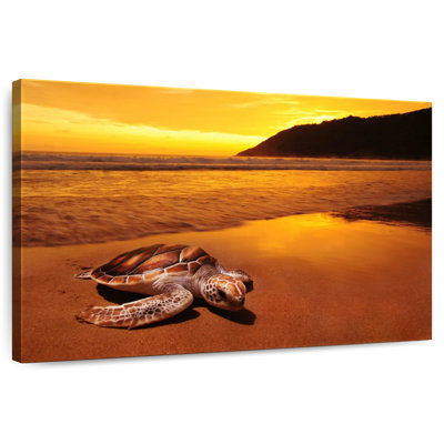 Tortue sur une plage au coucher du soleil