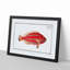 Red Parrot-fish by M.E. Bloch - Picture Frame Painting Print-55597849-55597850