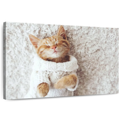 Chat Brampt dans un chandail