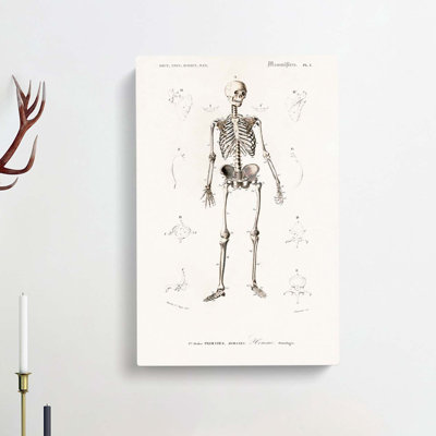Human Skeleton by Charles D' Orbigny - Wrapped Canvas Drawing Print
