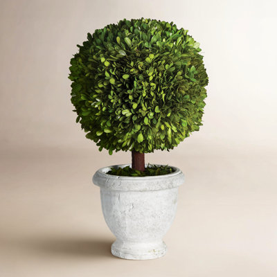 Alby Boxwood Topiary in Ceramic Pot
