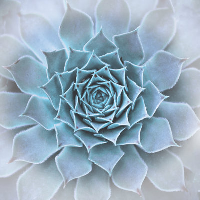 Subtle Succulent - Wrapped Canvas Print