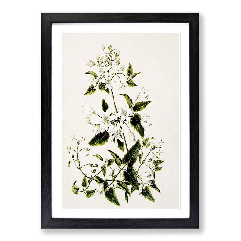 Clematis Flowers by Sarah Featon - Picture Frame Painting Print, 65cm H x 48cm W x 2cm D, Black Framed