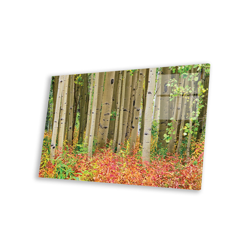 Quake Aspen Trees and Fireweed, Collegate Peaks Wilderness, Colorado sur plastique / acrylique par Tim Fitzharris, peinture