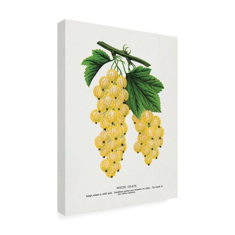 Art sur toile, raisin botanique sur toile, H 32 po x l 24 po
