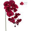 Orchidée en vaporisateur-1736211892
