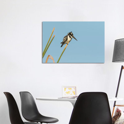 Africa, Botswana, Chobe National Park. Pied Kingfisher On Papyrus Stem by Jaynes Gallery - Wrapped Canvas Print