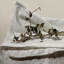 January Island (White) Print by Sarah Bird-1689675832