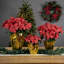 Poinsettia Arrangement-92906964-92906965-92906966