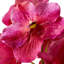 Bouquet of Vanda Orchids Real Touch 24 Pcs-1275107142