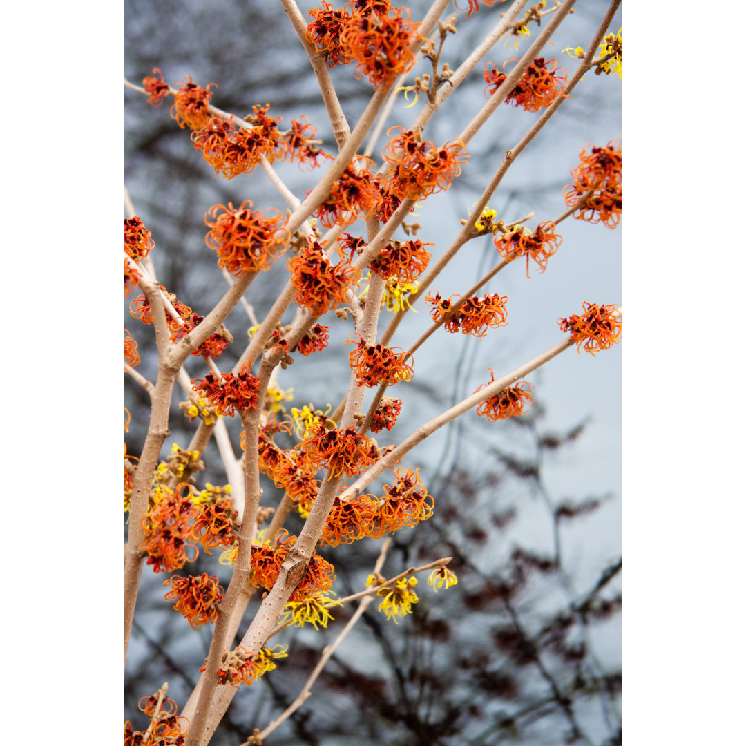 Leinwandbild Witchhazel von Azndc