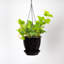 Live Green Ivy Plant in Hanging Pot