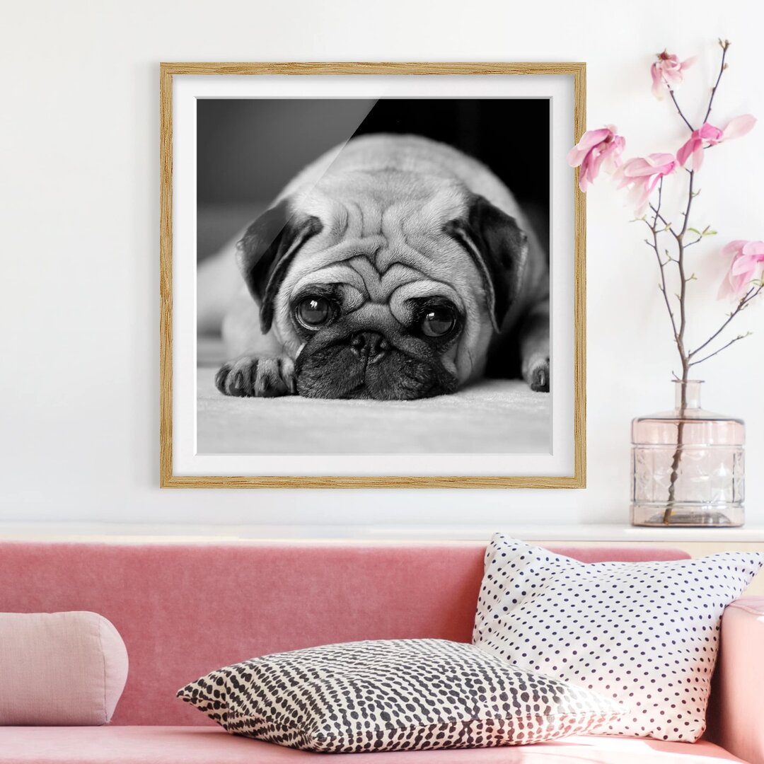 Gerahmter Fotodruck Pug Loves You II