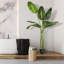 Banane artificielle 78 po en pot