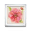 « botanique pivoine », impression encadrée-32509944-33030810