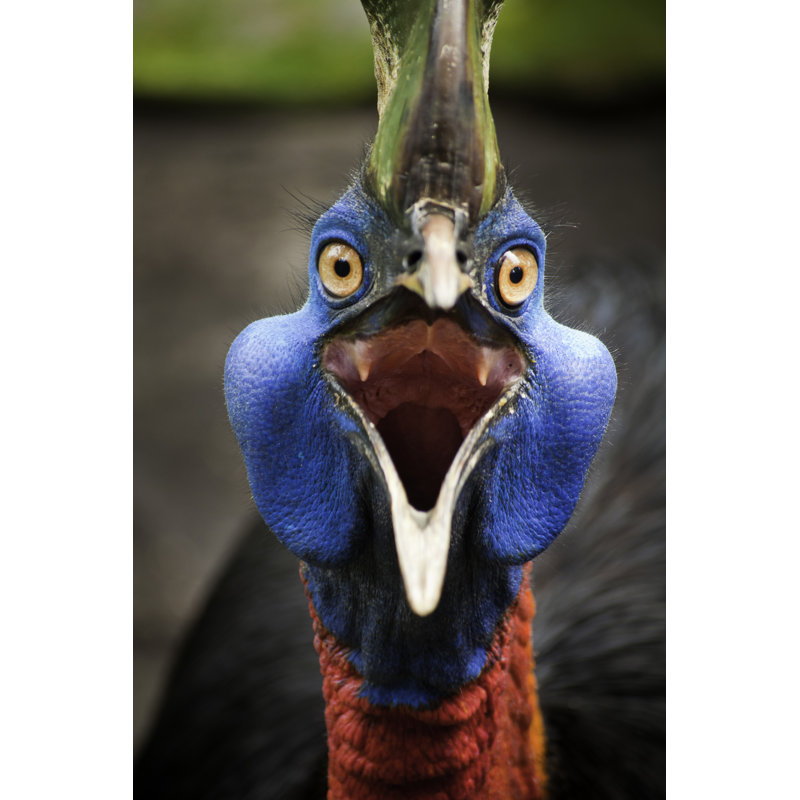 Angry Casuarius - Photographie sur toile tendue, H 18 po x l 12 po