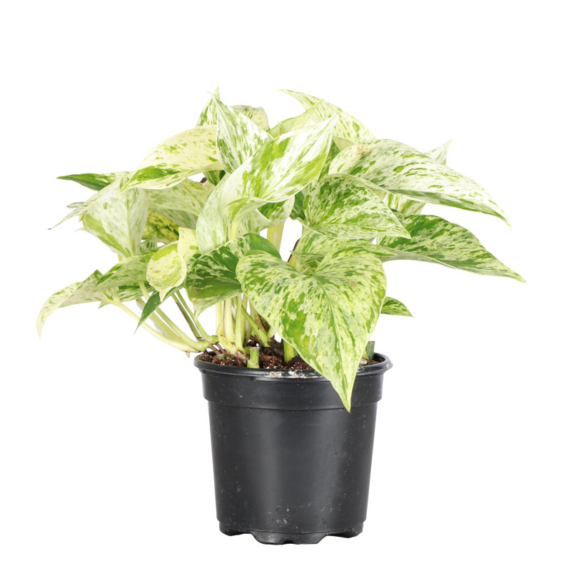 Live Marble Queen Pothos Plant, 6"" H X 4"" W X 4"" D