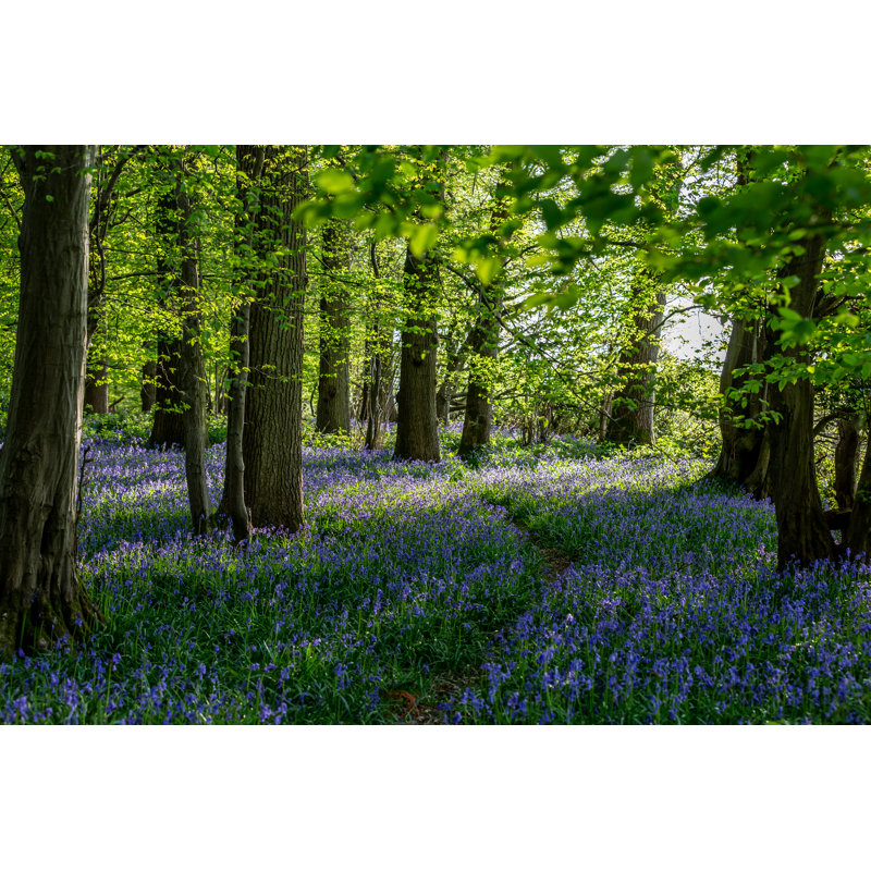 Leavell Bluebell Wood In Sussex - Wrapped Canvas Print, 30cm H x 46cm W x 3.8cm D