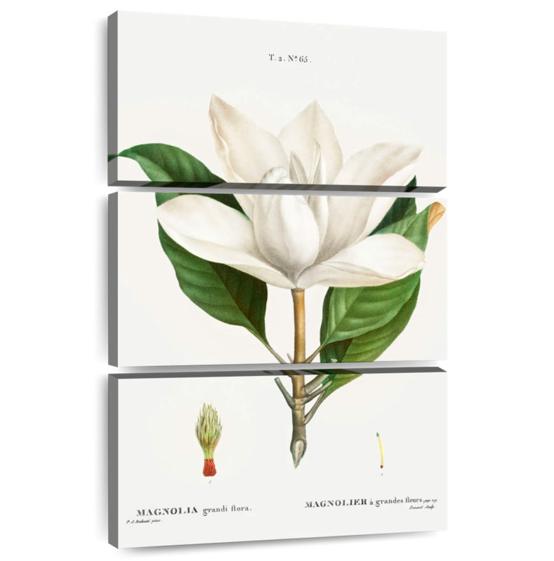 Harnek Southern Magnolia