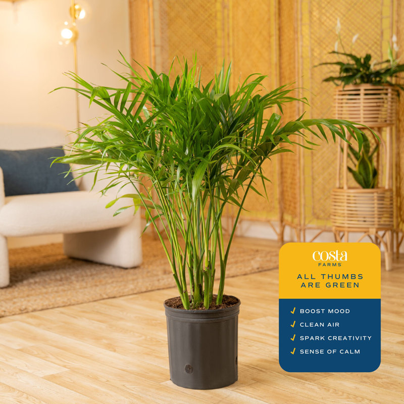 Cat Palm in Nursery Pot