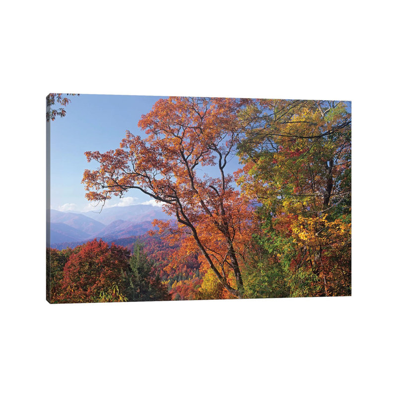 Deciduous Forest In Autumn, Blue Ridge Parkway, Great Smoky Mountains, North Carolina by Tim Fitzharris - Wrapped Canvas Print