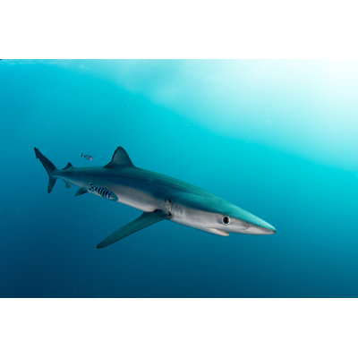 Blue Shark by Howard Chen - Wrapped Canvas Print