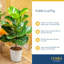 Foliage Plant in Planter
