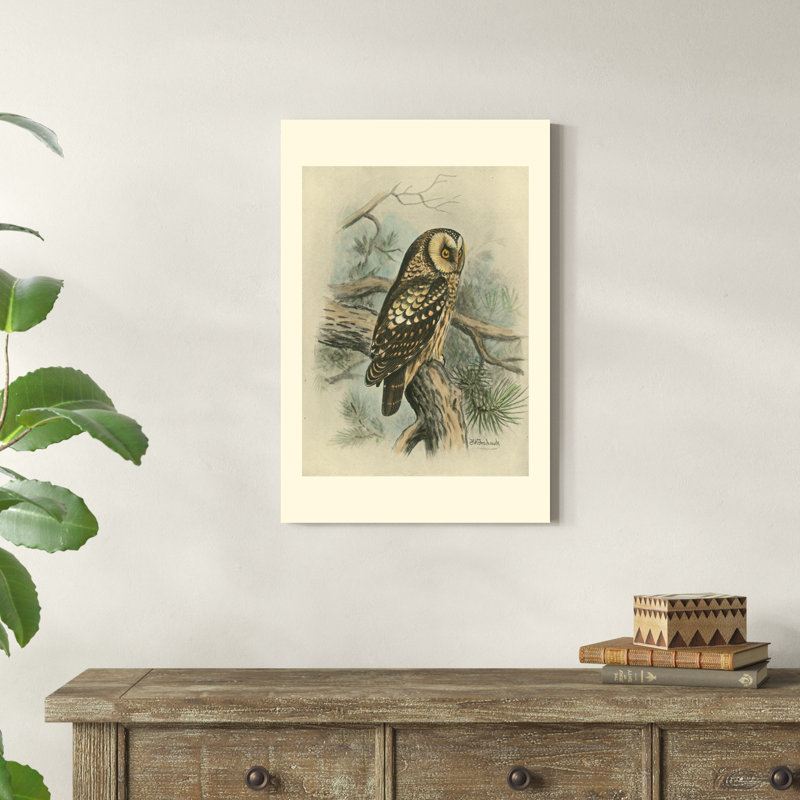 Tengmalms Owl, H 30 po x l 20 po x P 1,25 po