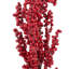 Clustered Berry Stem