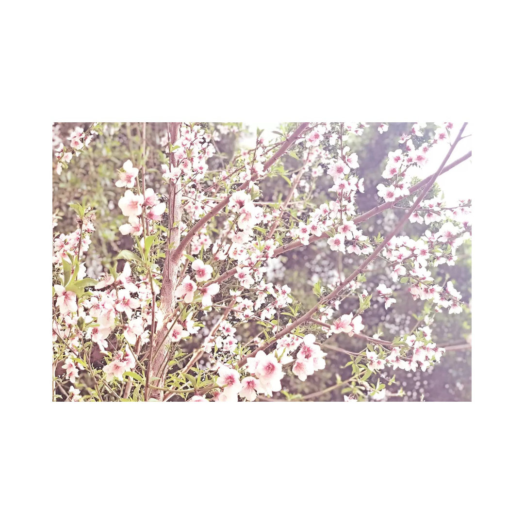 Flowering Peach IV by Irena Orlov - Wrapped Canvas Print