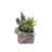 9'' Faux Succulent Plant in Cement Log