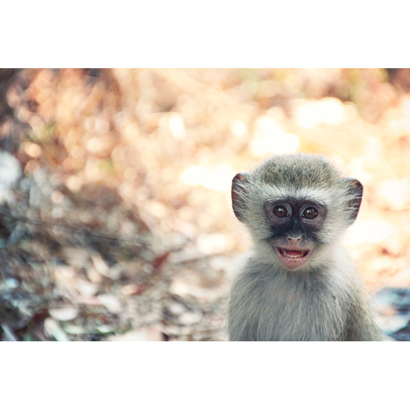 Baby Monkey by SillierThanSally - Wrapped Canvas Print, 61cm H x 91cm W x 3.8cm D