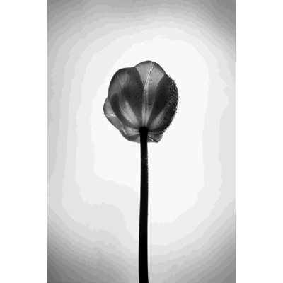 " Tulip 5 " Painting Print