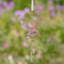 Ensemble d’ornement 6 pièces hummingbird Pompey