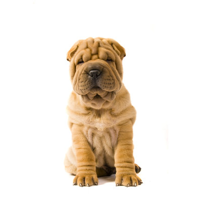 Sharpei Dog by Remedios - Wrapped Canvas Print