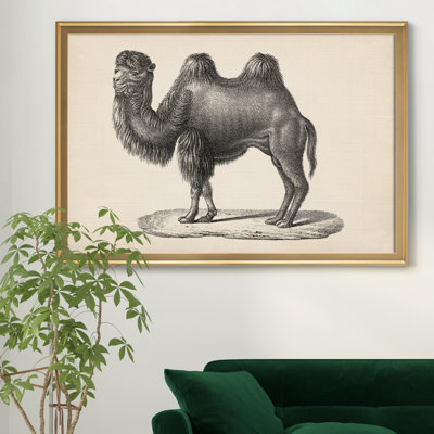 Brodtmann chameau - cadre photo, reproduction d'art sur toile