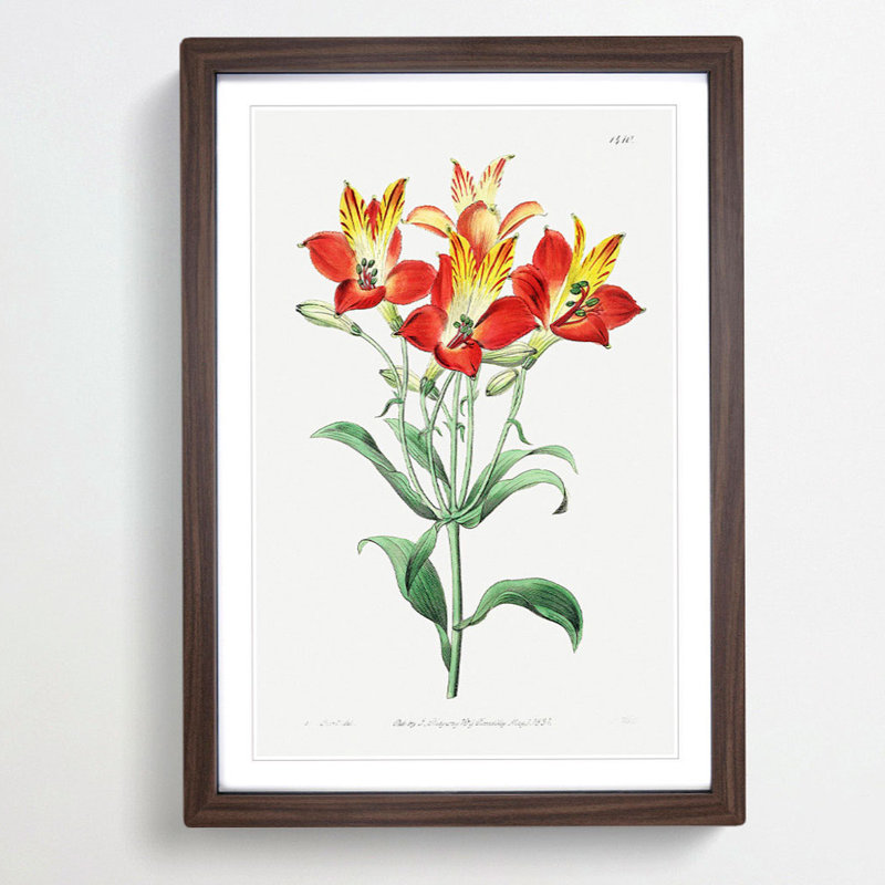Red Peruvian Lily Flowers - Picture Frame Painting Print, 36cm H x 27cm W x 2cm D, Walnut Framed