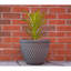Pot Planter-875757062