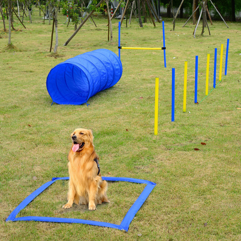 Équipement de course d'obstacles pour chien