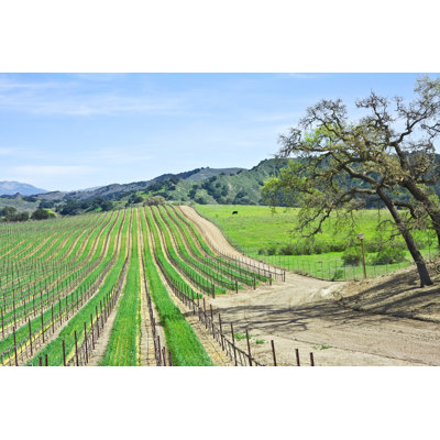Boggess Vineyard - Wrapped Canvas Print