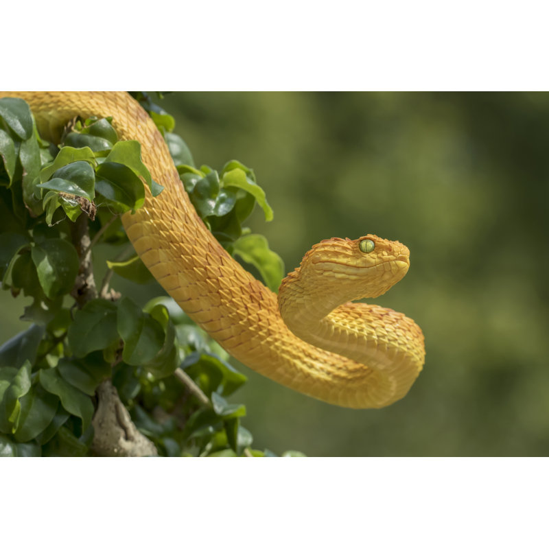 Venomous Bush Viper Snake by Mark Kostich - No Frame Print on Canvas, 51cm H x 76cm W