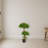Bonsai Styled Podocarpus Artificial Tree