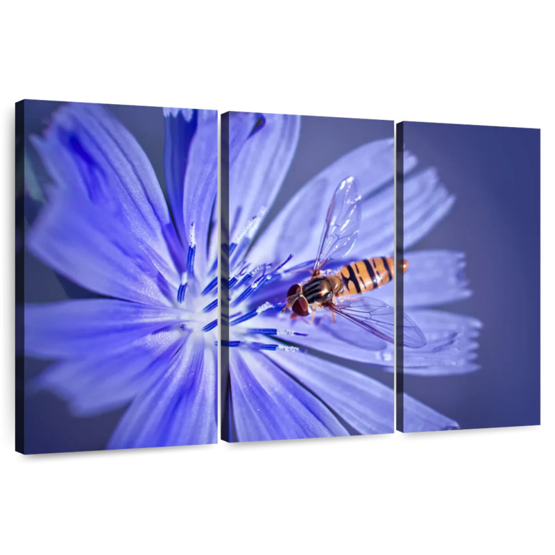 Abeille sur une fleur de chicorée, H 24 po x l 38 po