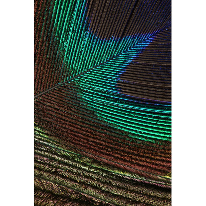 Peacock Feathers I - Wrapped Canvas Painting, 122cm H x 81cm W