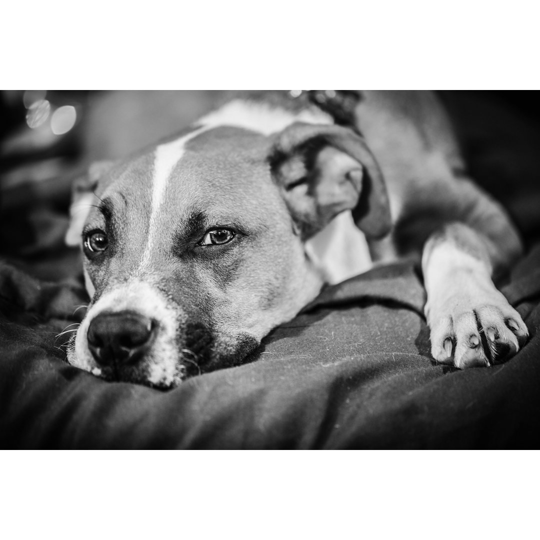 American Pit Bull Terrier - Foto auf Leinwand