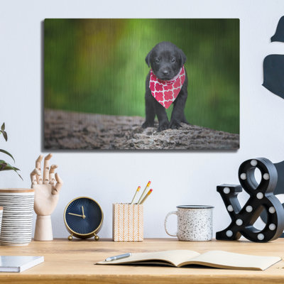 " Black Lab Pup 4 " by Jonathan Ross