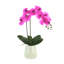 Phalaenopsis Orchid Floral Arrangement in Pot-1204512986