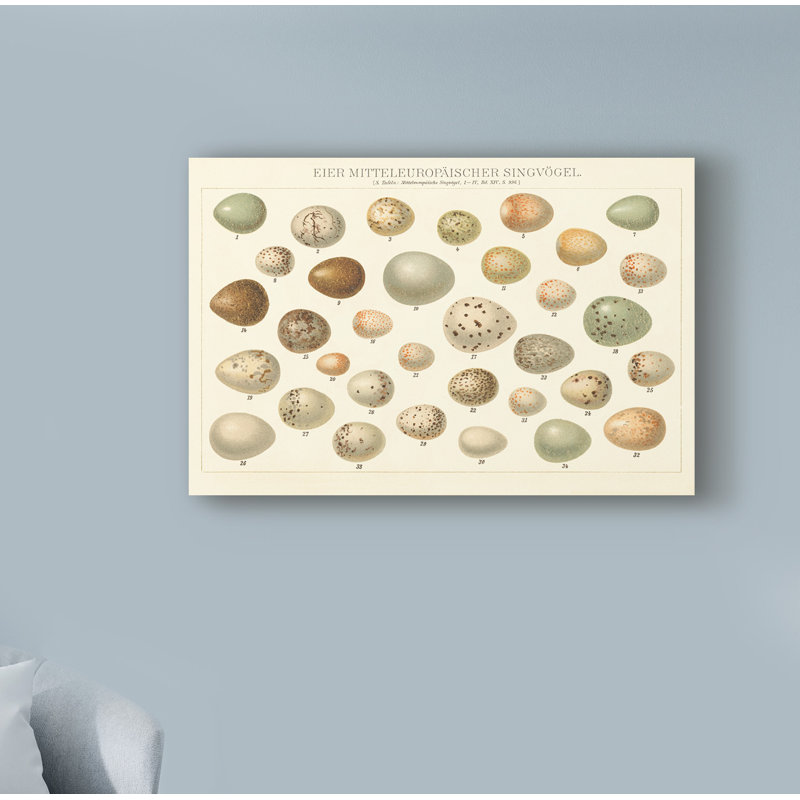 «Song Bird Egg Chart v2», reproduction d'impression sur toile tendue, H 22 po x l 32 po x P 2 po